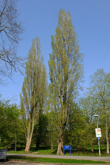 April tree photo