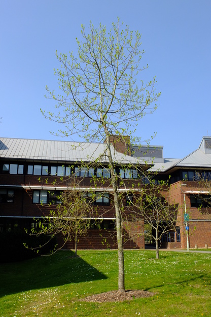 April tree photo