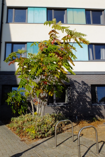 August tree photo