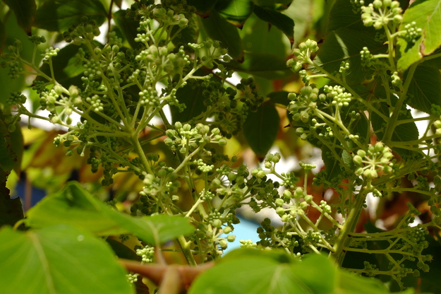 August close-up photo