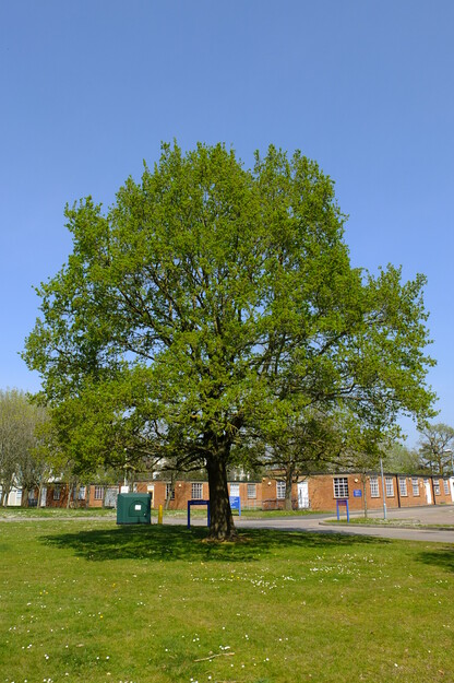 April tree photo