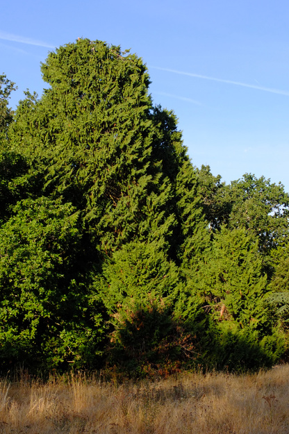 Wessex Way tree photo