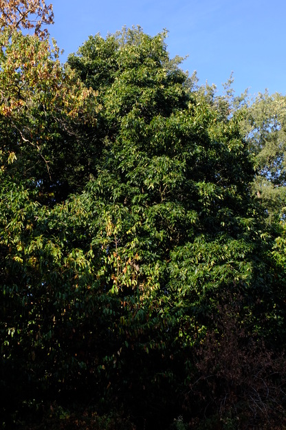 Agromet South tree photo