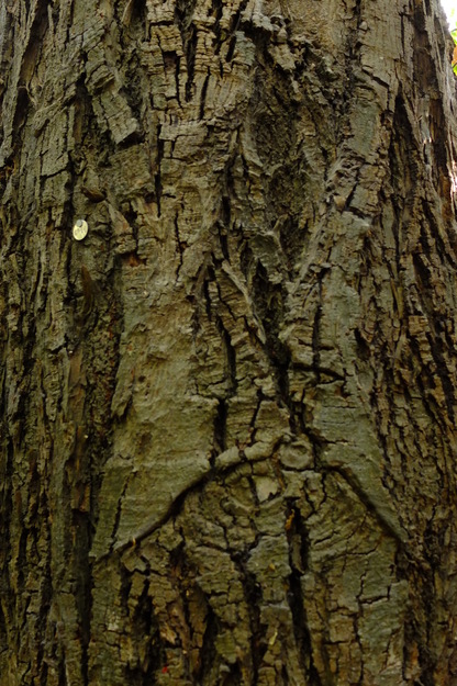 August close-up photo