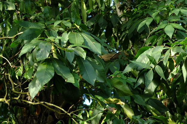August close-up photo