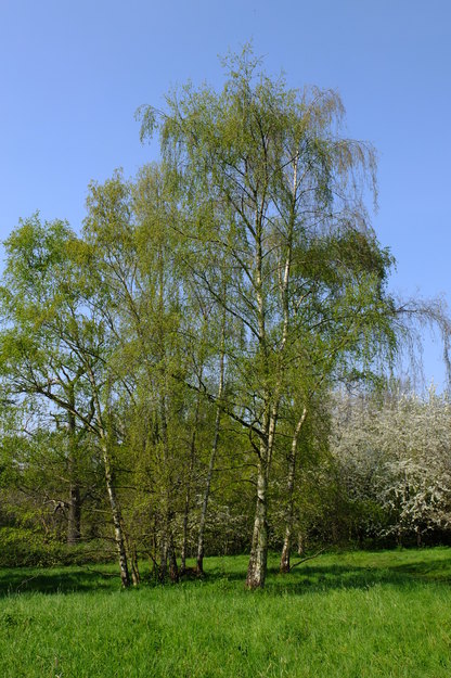 April tree photo
