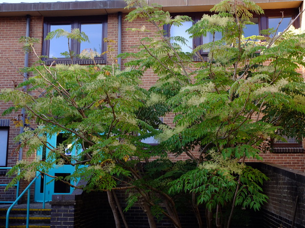 August tree photo