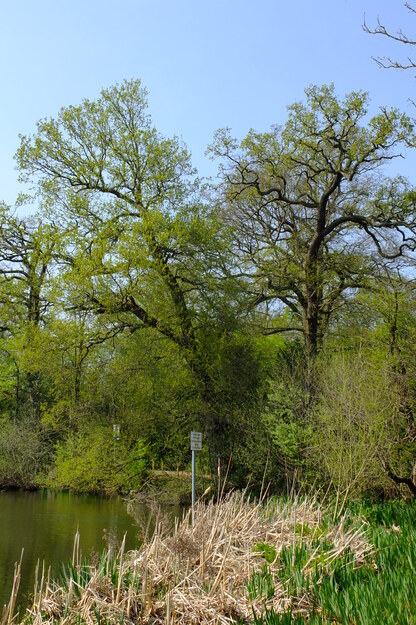April tree photo