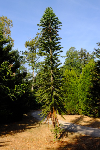 August tree photo