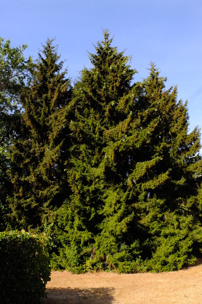 August tree photo