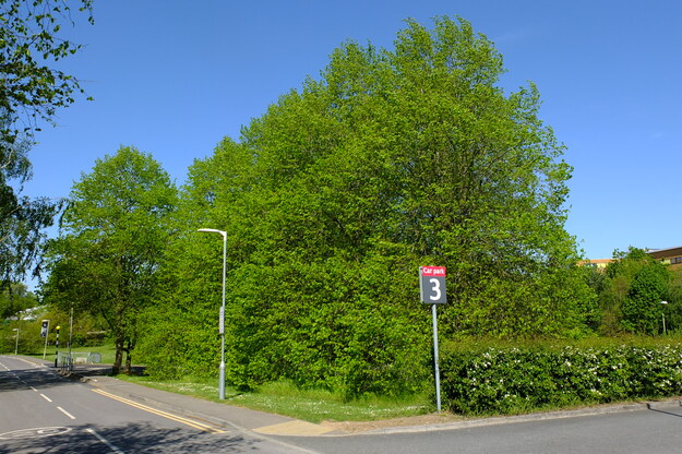 April tree photo