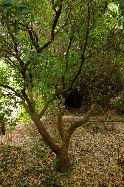 Harris Garden tree photo