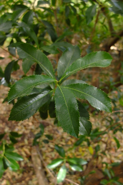 August close-up photo