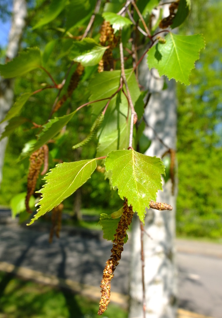 April close-up photo
