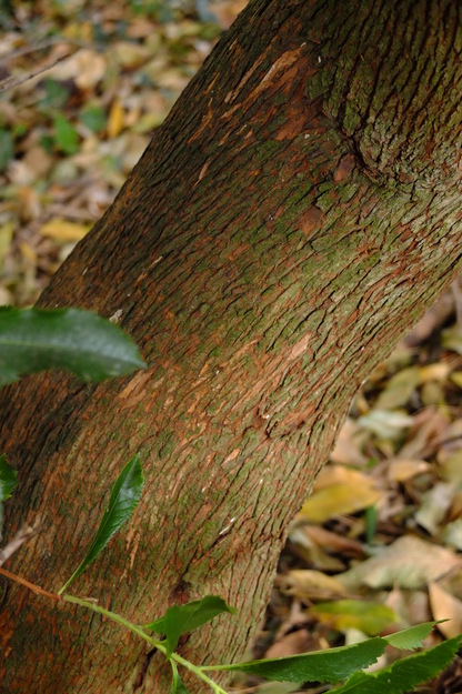 August close-up photo