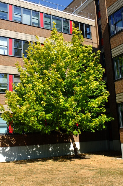 August tree photo