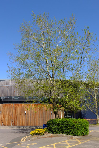 April tree photo