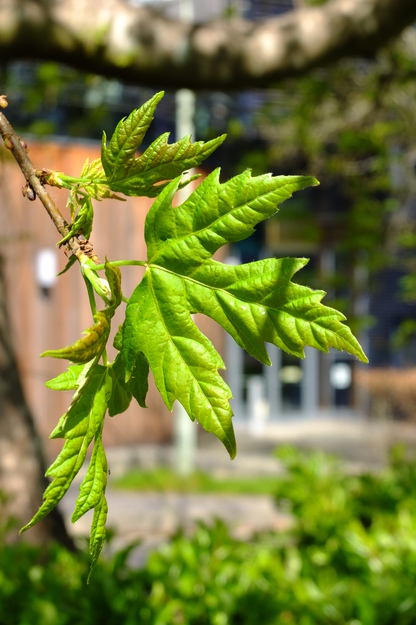 April close-up photo