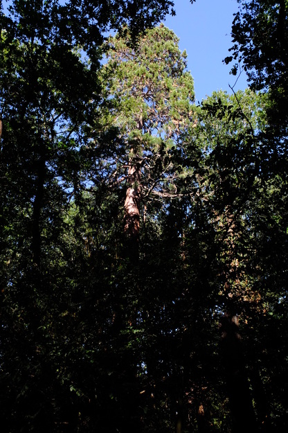 Wilderness tree photo