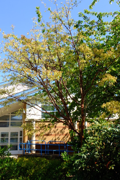 April tree photo