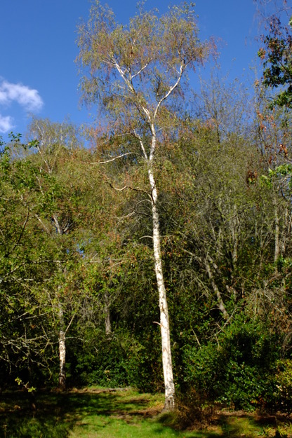 September tree photo