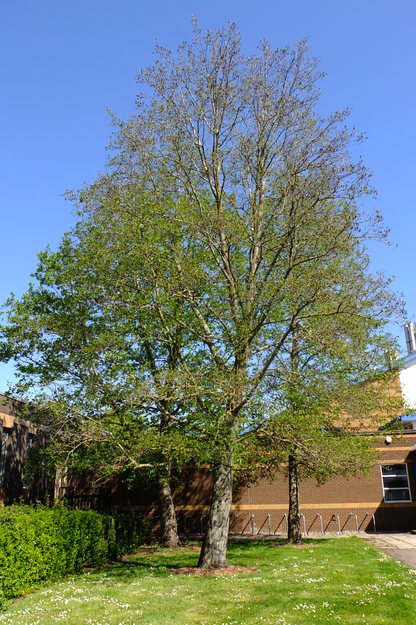 April tree photo