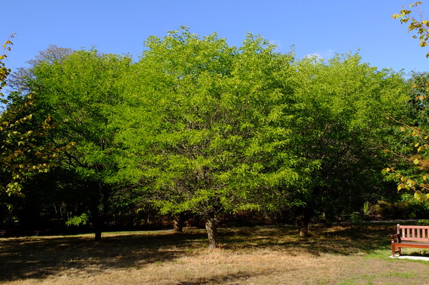 September tree photo