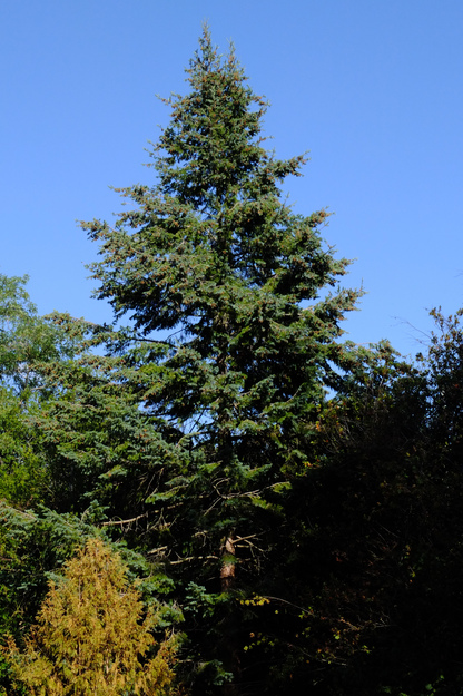 September tree photo
