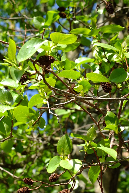 April close-up photo