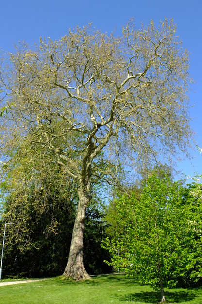 April tree photo