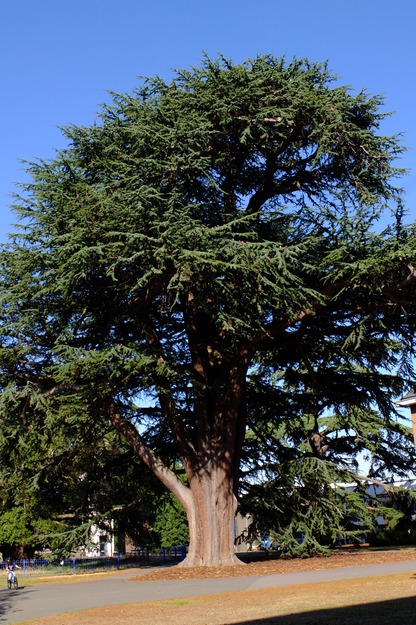 September tree photo