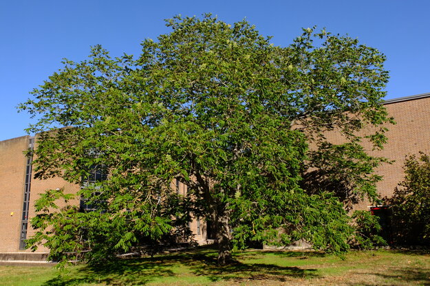 September tree photo