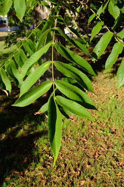 September close-up photo