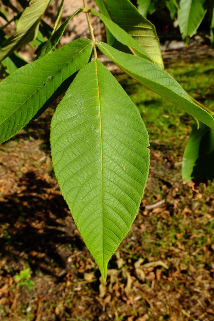 September close-up photo