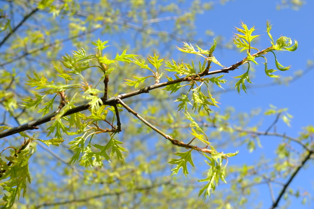April close-up photo