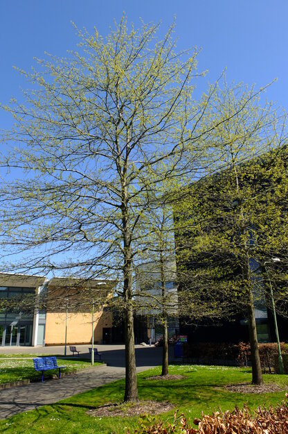 April tree photo