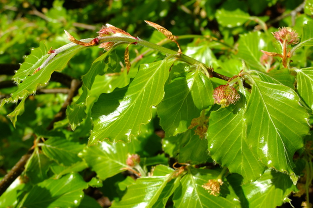 April close-up photo