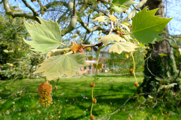 April close-up photo