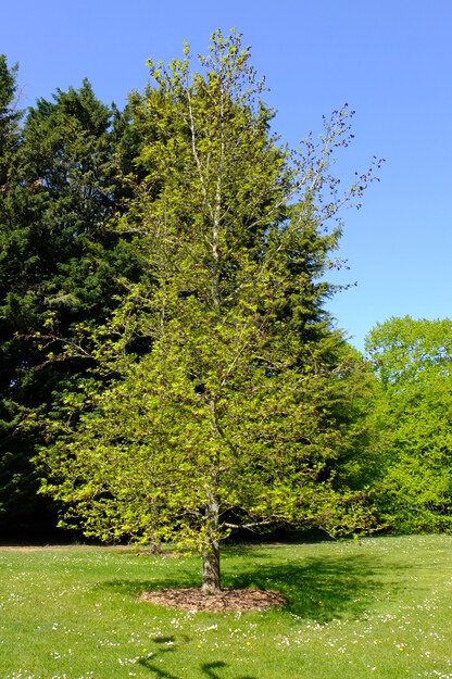 April tree photo