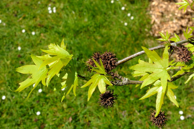 April close-up photo