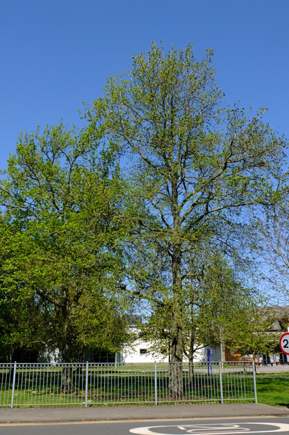 April tree photo