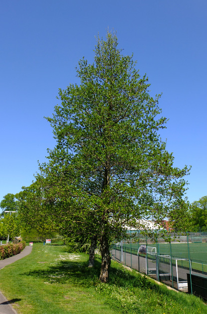 April tree photo