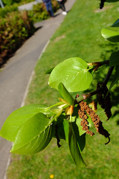 April close-up photo