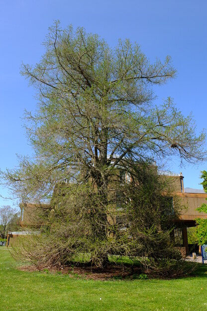 April tree photo