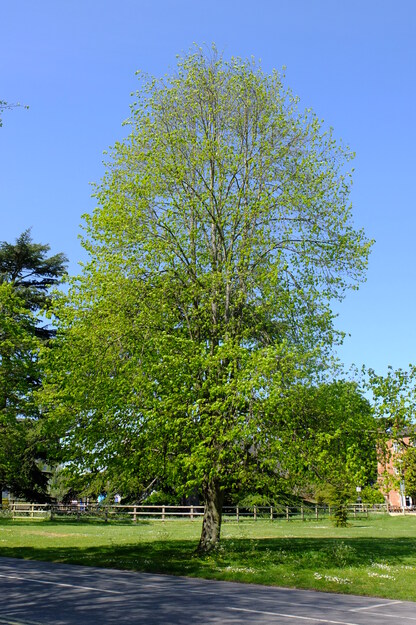 April tree photo