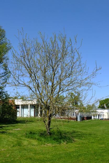 April tree photo