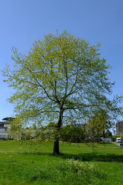 April tree photo