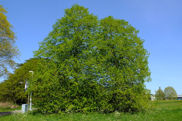 April tree photo