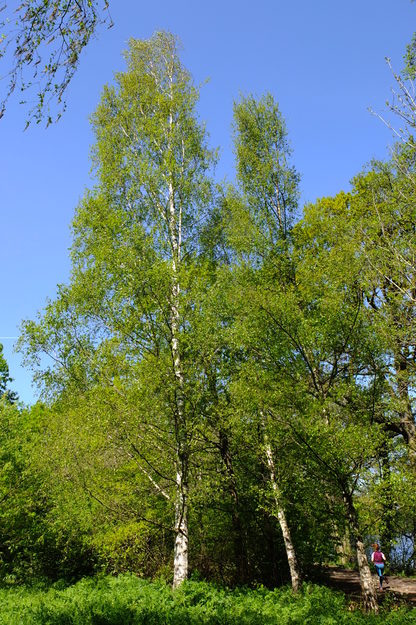 April tree photo