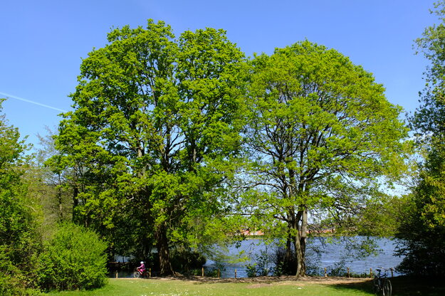 April tree photo